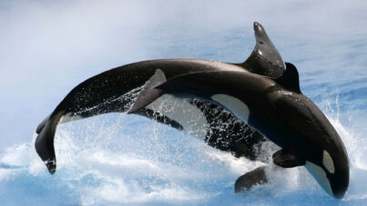 Actividades Opcionales