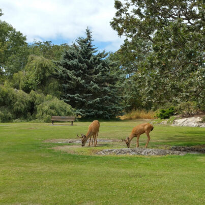 Tour a la ciudad de Victoria