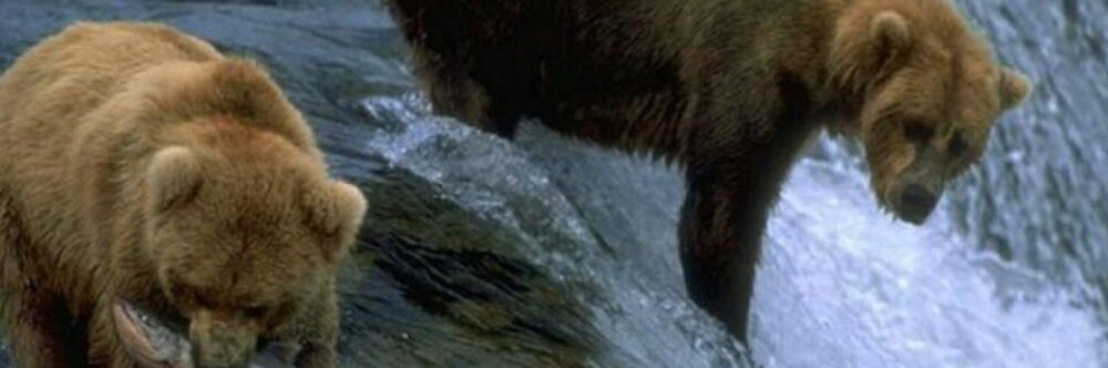 Tour a las Ciudades de Fairbanks, Denali y Anchorage