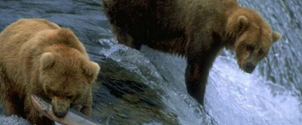 Tour a las Ciudades de Fairbanks, Denali y Anchorage