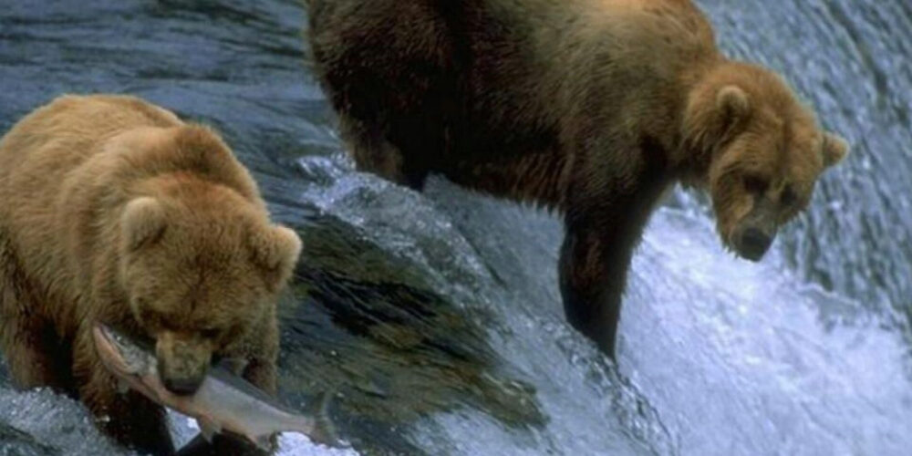 Tour a las Ciudades de Fairbanks, Denali y Anchorage