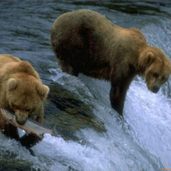 Tour a las Ciudades de Fairbanks, Denali y Anchorage