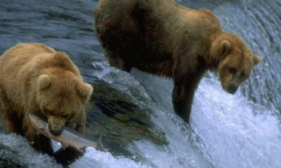 Tour a las Ciudades de Fairbanks, Denali y Anchorage