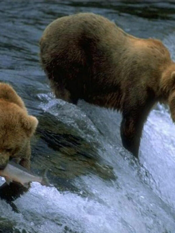 Tour a las Ciudades de Fairbanks, Denali y Anchorage