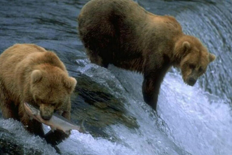 Tour a las Ciudades de Fairbanks, Denali y Anchorage