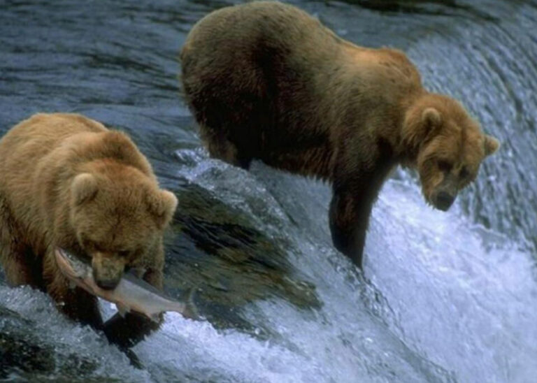 Tour a las Ciudades de Fairbanks, Denali y Anchorage