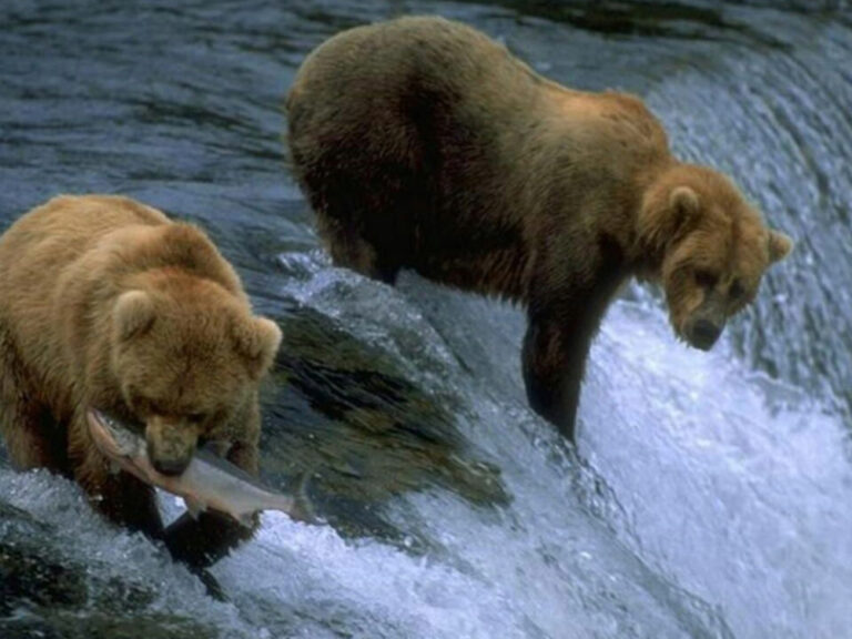 Tour a las Ciudades de Fairbanks, Denali y Anchorage