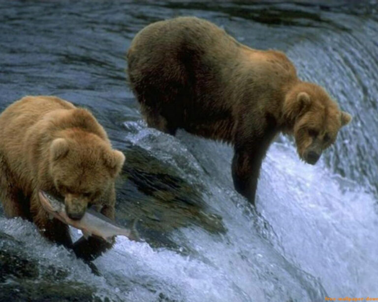 Tour a las Ciudades de Fairbanks, Denali y Anchorage